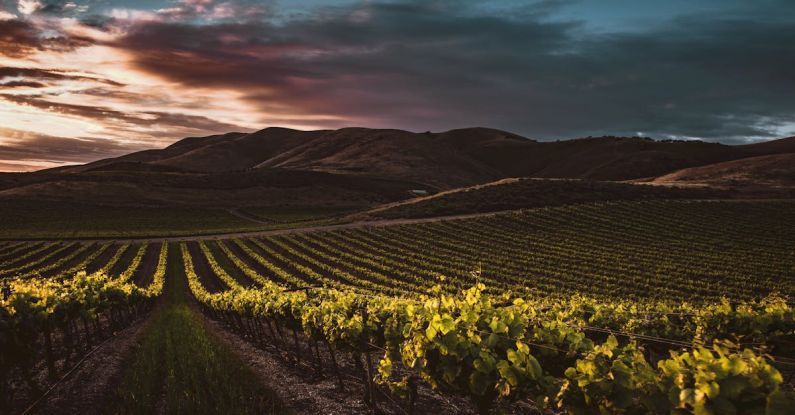 Napa Valley Wine - Panorama of Garden Pathway ]
