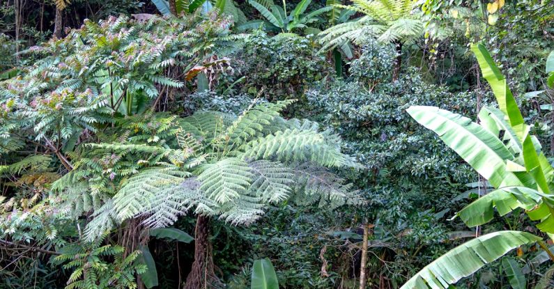 Amazon Eco - Scenic view of tree ferns with lush green leaves and banana plants growing in forest