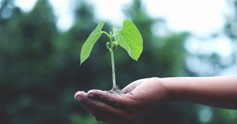 Rwanda Eco - Person Holding A Green Plant