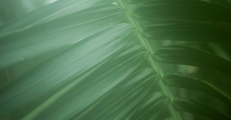 Amazon Wildlife - Close Up of a Palm Tree Leaf