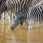Serengeti Safari - Herd of Zebra on Body of Water