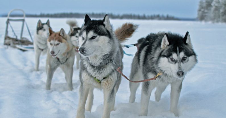 Dog Sledding - Siberian Huskies Pulling a Sled