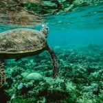 Great Barrier Reef - Photo of a Turtle Swimming Underwater