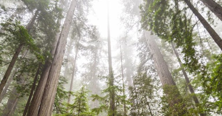 The Towering Redwoods of California