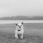 Whitehaven Beach - A black and white photo of a dog on the beach
