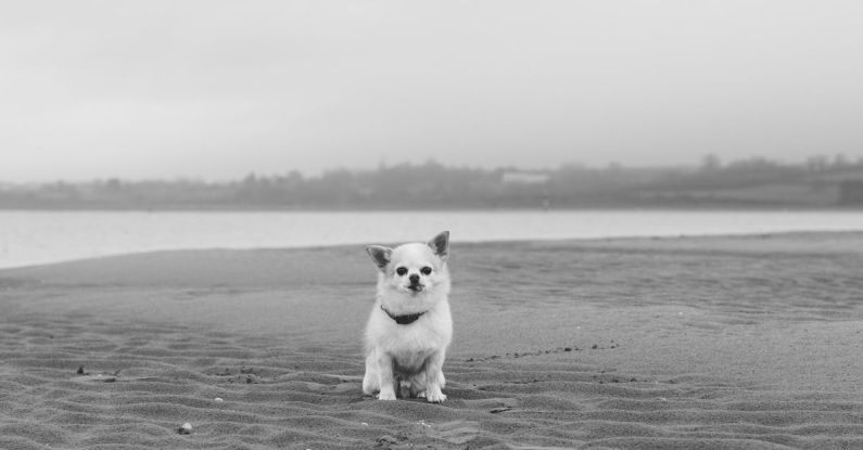 Whitehaven Beach - A black and white photo of a dog on the beach