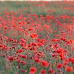 Gettysburg Field - Film Photo of a Field of Poppies