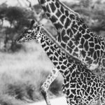 Serengeti Lodge - Giraffes Walking on Road