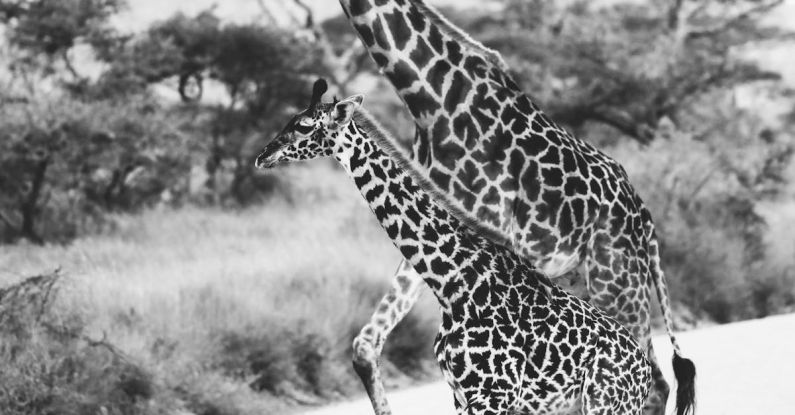 Serengeti Lodge - Giraffes Walking on Road